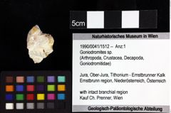 Foto (Objket + Etiketten) von Gastrosacus torosus (Robins, Feldmann & Schweitzer, 2013) 